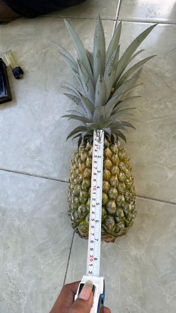 Premium Organic Fresh Pineapple Indonesia - Image 6