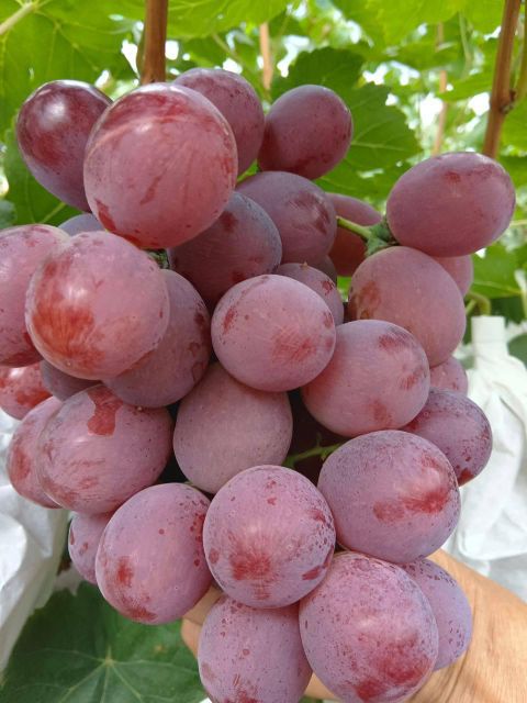 Fresh Table Grapes Export Quality - Image 3