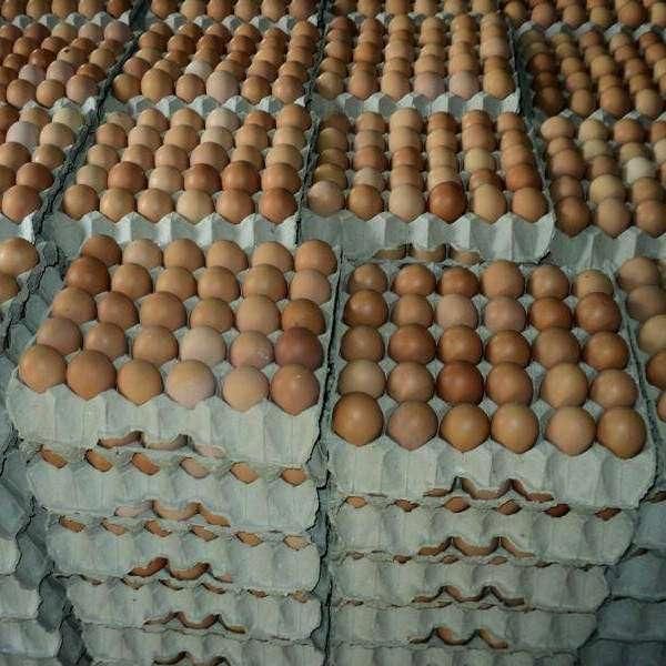 Wholesale Price Chicken Table Eggs Brown and White Suppliers in Europe / Best Quality Organic Fresh Chicken Table Eggs - Image 1