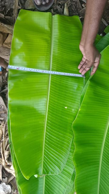 Fresh Banana Leaves Delivery Form Bag Freshness Level Fresh - Image 2
