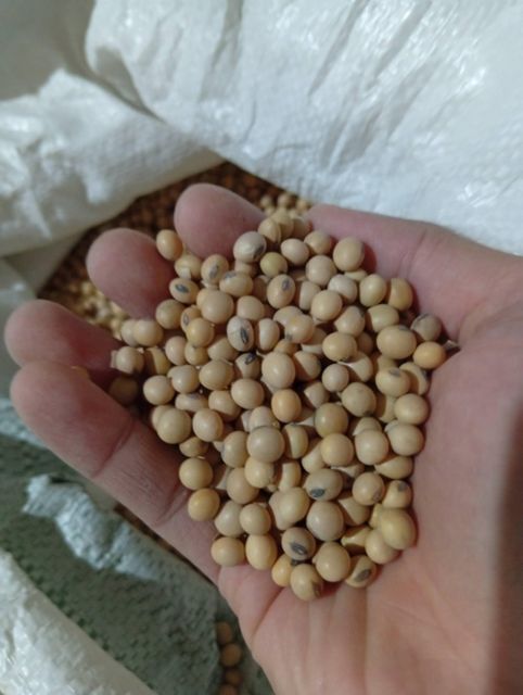 Non-GMO Bulk Dried Soya Beans 800g Wholesale Yellow Soybeans Exporter Supplier USDA NOP Organic Made for Food Grade Soy - Image 4