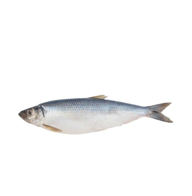 Frozen Seafood Supplier Fresh Stock Frozen Herring Fish Whole Fish For Sale At Wholesale Price - Image 4
