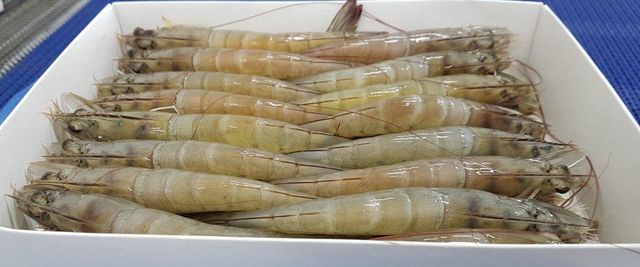Frozen HOSO  ( Head On Shell On )   Vannamei Shrimp, Raw Frozen Seafood, Premium Quality Shrimp for Wholesale, Bulk Supp – product photo 4, product detail gallery