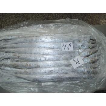 Ribbon fish - Image 4