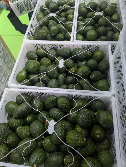 IDEAL RIPENING PERFORMANCE AVOCADOS RICH BUTTERY FLAVOR FRESH HARVEST QUALITY AVOCADO ON SALE - Image 3