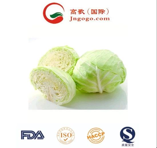 Handpicked Premium Quality Chinese Cabbage Kind Fresh Size 1.5kg Color Green Origin China Trademark GOGO HS Code - Image 5