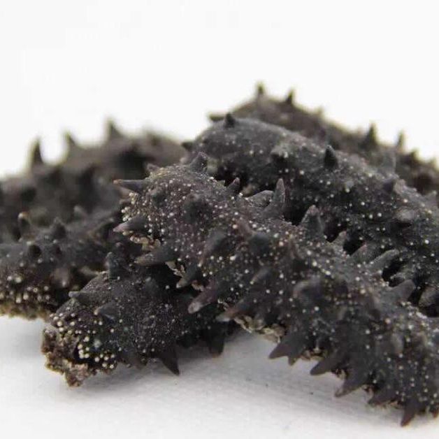 No Salt Cleaned Fresh Nutritious NATURE Original Seafood Freezing Dried Premium Sandfish Sea Cucumber - Image 5