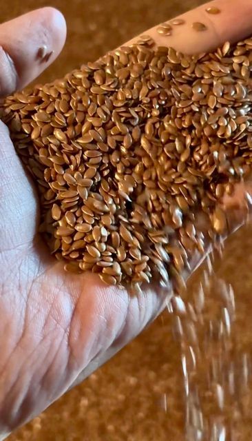Premium Kazakh Brown Flaxseeds (2025 Crop) – CIF Jebel Ali / CIF Mersin Delivery - Image 3