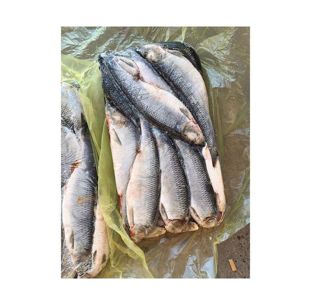 Frozen Herring Fish Export Ready Whole Seafood Selection For Retail Packaging And Bulk Market Demand Worldwide - Image 5