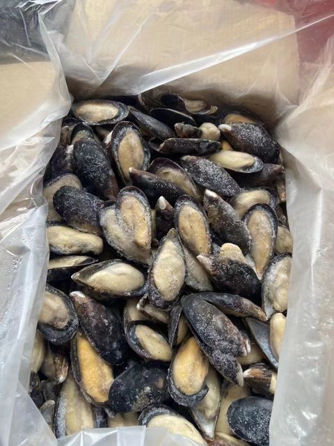 High Quality Import Shellfish Mussels Blue Mussels Meat Frozen Half Shell Mussel - Image 2