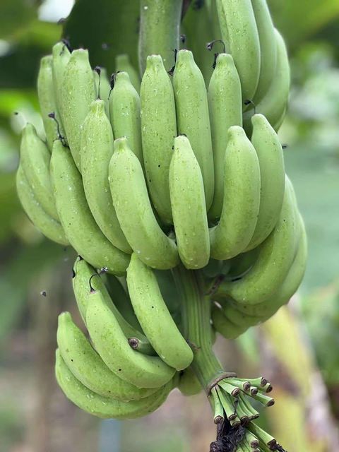 Banana Thailand - Image 1