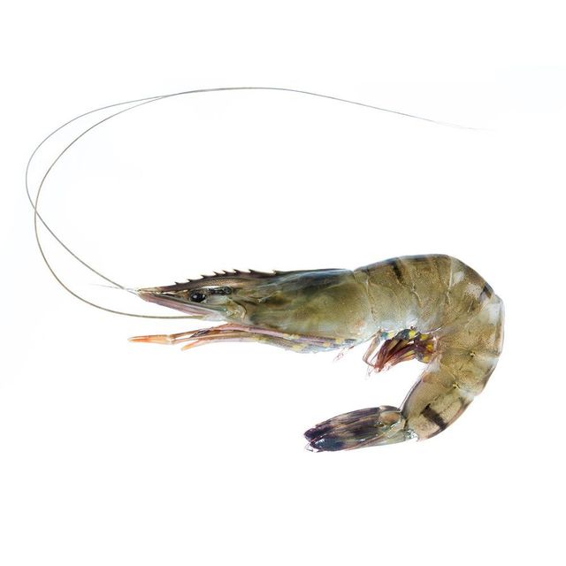 Frozen Tiger Shrimps Ocean Fresh Selection Offering Distinctive Flavor Firm Structure And Premium Seafood Excellence - Image 5