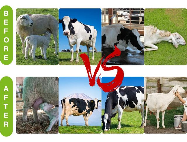 Calf and Lamb Milk Replacement Powder Growth Support Cattle Fast Growth Increase Survival Rate Sheep Feed Additive Milk - Image 5