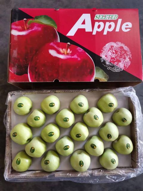 Premium Fresh Green Qinguan Apples, Crisp Sweet Juicy Grade A Fruits with Rich Nutrition - Image 4