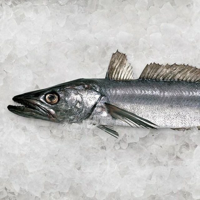 Fresh Hake Skinless Fillets Crafted For Fine Dining Menus With Uniform Cuts And Appealing White Flesh Quality - Image 4