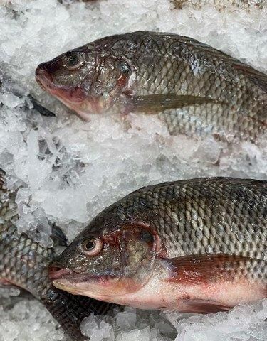 Frozen Tilapia - Image 1
