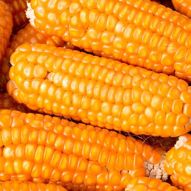 Natural Yellow Corn Grain For Animal Nutrition Industrial Processing And Agricultural Import Supply - Image 3