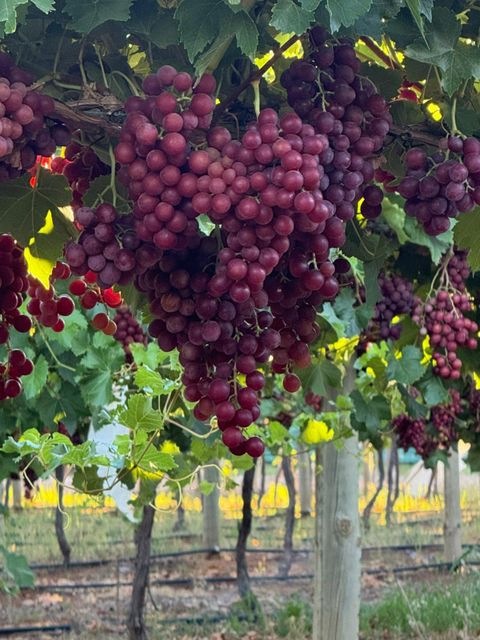 USA Grape ( Auttum crisp, Midnight, sweet globe, red globe) Origin Usa Organic No, Yes Color Black, Green, Red - Image 4