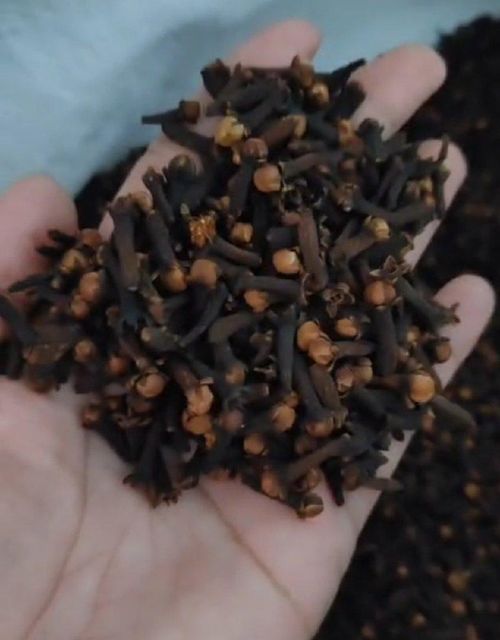 Clove Type FOB Place of Origin - Image 2
