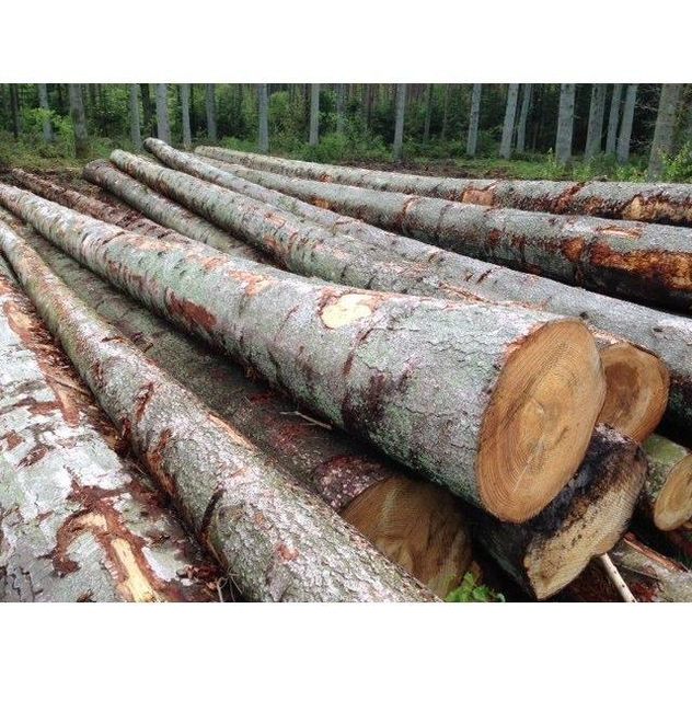 Fresh Cut Spruce Logs - Wholesale Prices for Bulk Orders - Image 3