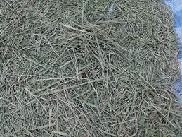 Dried Lemongrass TBC Grade FOOD Color GREEN Flavor Citrus Packaging HDPE BAGS Shelf Life 24 MONTHS Max. Moisture (%) 8% Place of Origin INDIA - Image 2