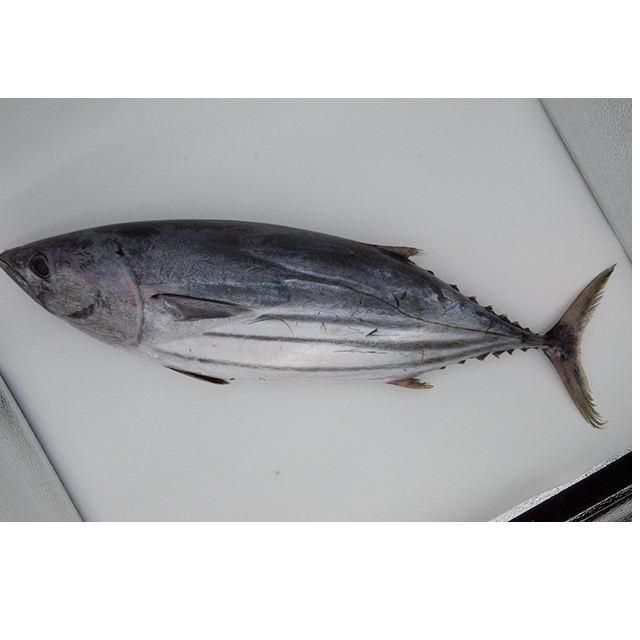 Frozen Skipjack Tuna Fish 98% Clean Processed Catch With Reliable Cold Storage Handling For Bulk Seafood Buyers - Image 5