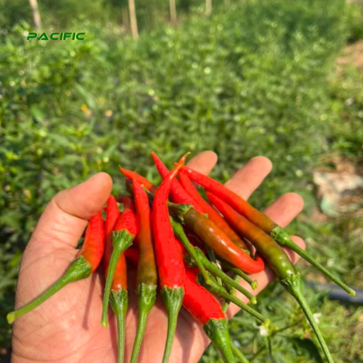 Red Chilli – product photo 5, product detail gallery