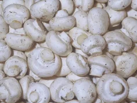 Wholesale or Retail IQF Champignons Slice Blanched Fresh Frozen Mushroom for Frozen White Mushroom Slice or Dry Mushroom Slices - Image 1