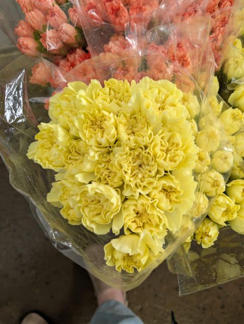 Carnations Fresh cut premium colombian 75cm + select fancy - Image 3