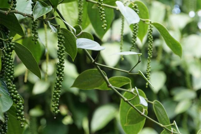 PREMIUM ORIGINAL PURE BLACK PEPPER FROM SRI LANKA – product photo 7, product detail gallery