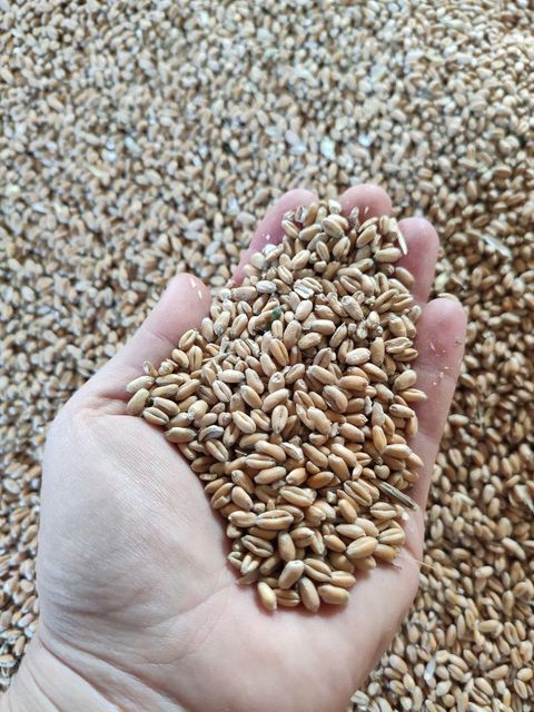 Milling wheat, protein 12.5% Origin Ukraine Crop Year 2025 Port FOB Odesa W Value Min 180 Type Soft Wheat Features GMO-Free - Image 3