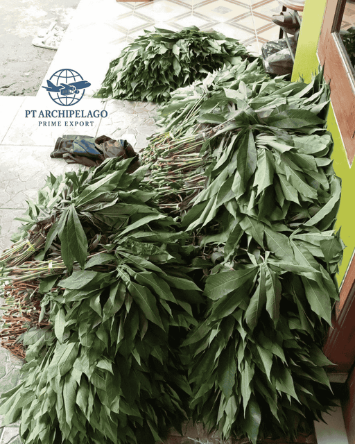 cassava leaf / cassava leaves / - Image 3