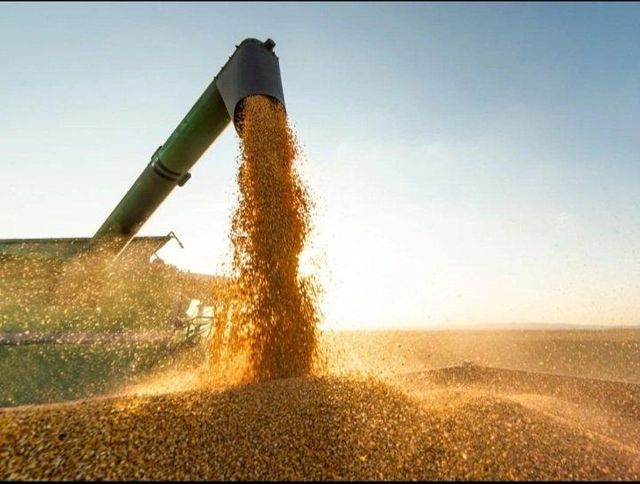 Gmo Soybean - Image 3