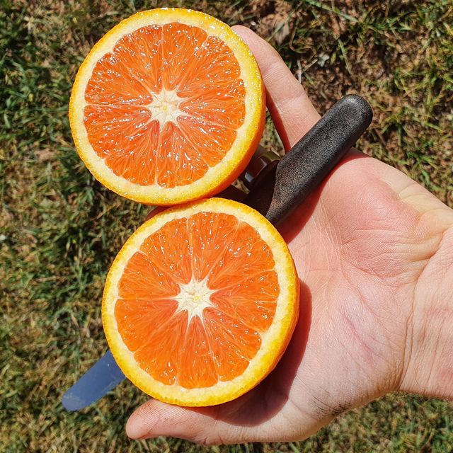 Fresh Cara Cara Orange for sale - Image 3