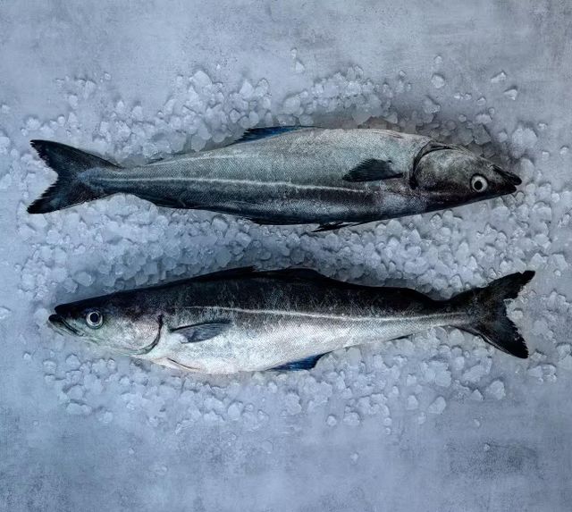 Hot Sale Saithe Fish Frozen Fillet IQF Premium Quality Ocean Fresh Seafood Bulk Supply for Export Buyers - Image 4
