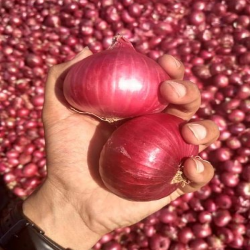 Fresh onion – product photo 4, product detail gallery