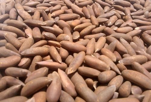 PINE NUT Organic - Image 1