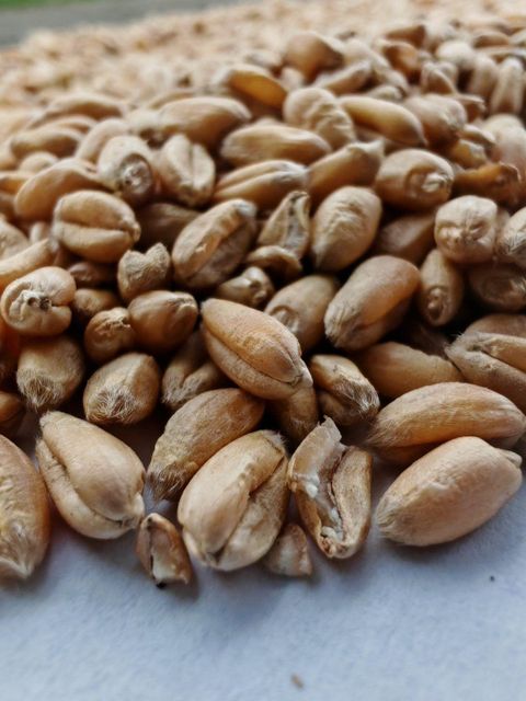 wheat Type wheat Packaging 50kg W Value Min 180 Bug Damage Max 1.5% Broken Grains Max 4.0% Foreign Matter Max 2.0% Moisture Content Max 13% - Image 1