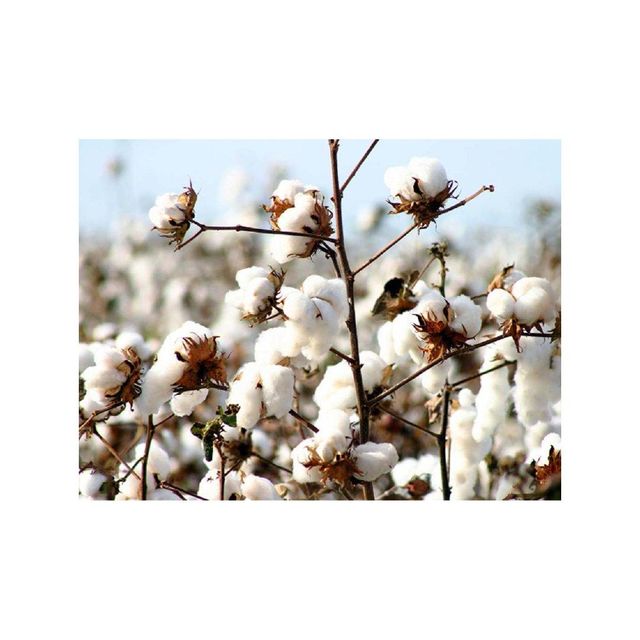 Premium grade raw cotton offered in volume for fabric production - Image 4