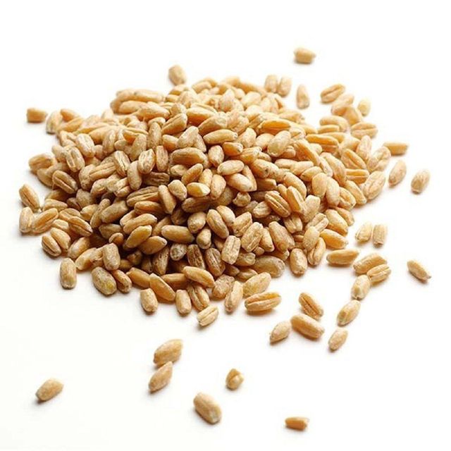Premium Harvest Wheat Grain For International Markets Featuring Natural Color Strong Kernel Integrity And Purity - Image 4