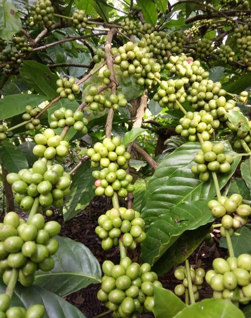 ROBUSTA GRADE 2 - Image 4