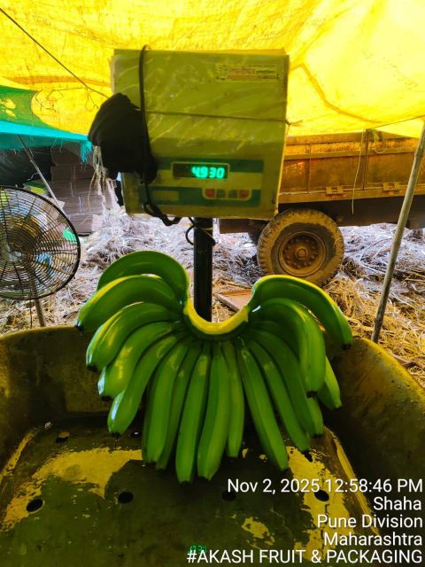 Indian Fresh Cavendish Banana – Premium Export Quality – Green Bananas – 13kg Carton – Bulk Container Supply - Image 3