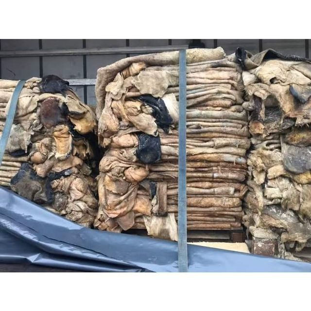 Best Quality Wet Salted Cow Hides and Cow Head Skin - Image 2