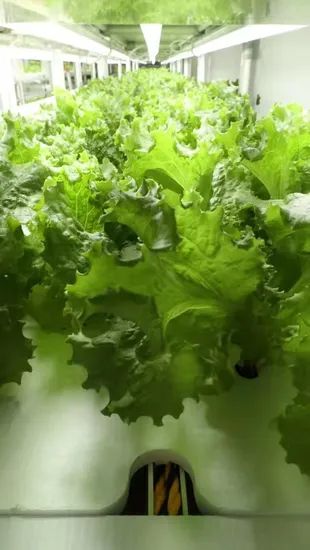 XPS Floating Rafts Foam Board Hydroponic Aquaponic Growing System - Image 6