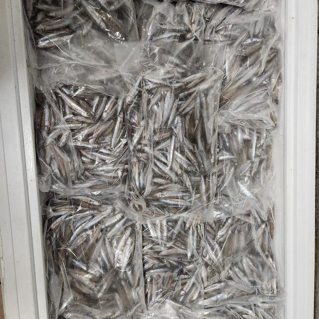 Frozen Sardine Fish Export Ready Selection With Uniform Size And Clean Handling For Diverse Market Demand - Image 1
