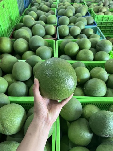 Wholesale High Quality New Harvest Fresh Sweet Taste POMELO grapefruit citrus fruits from Viet Nam - Whatsap 0084989322607 - Image 4