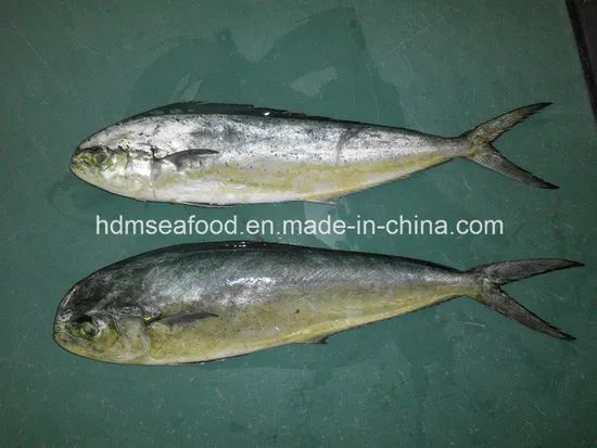 Mahi-Mahi (Coryphaena hippurus) IQF 4-10kg Model NO. O Origin China HS Code 1604150000 Specification 4-10KG Trademark Frozen fish - Image 1