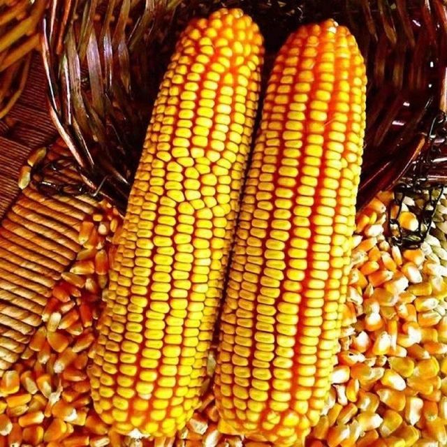 Organic Yellow Corn With Natural Sweetness Yellow Corn Sourced For Reliable Supply And Nutrient Rich Products - Image 1