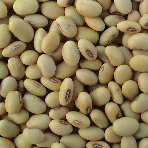 SOYBEAN - Image 3