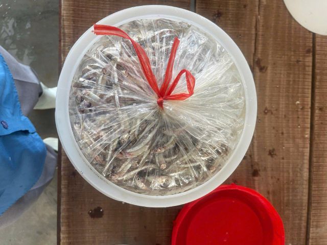 SALTED WHOLE ANCHOVY - Raw materials for Fish sauce, Bagoong, Balacan - Image 4